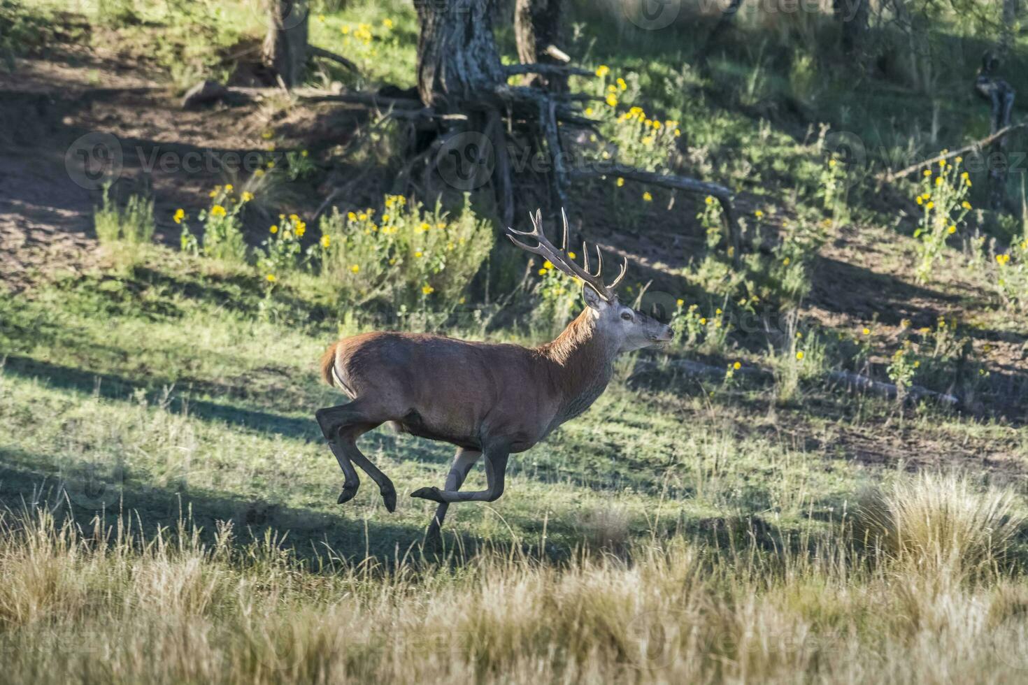 Male Red deer in La Pampa, Argentina, Parque Luro, Nature Reserve photo