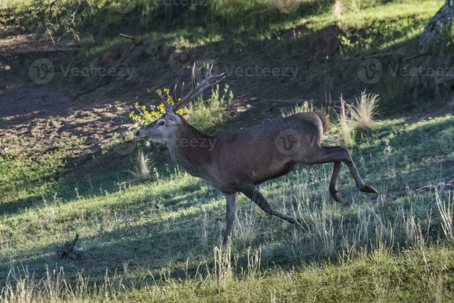 Male Red deer in La Pampa, Argentina, Parque Luro, Nature Reserve photo