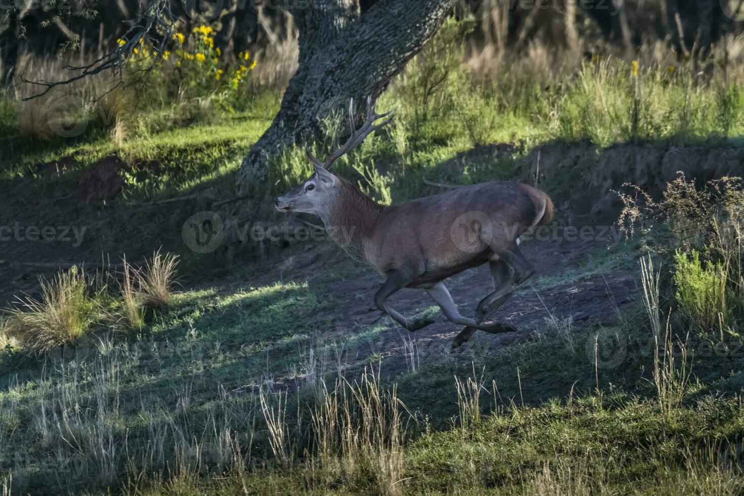 Male Red deer in La Pampa, Argentina, Parque Luro, Nature Reserve photo