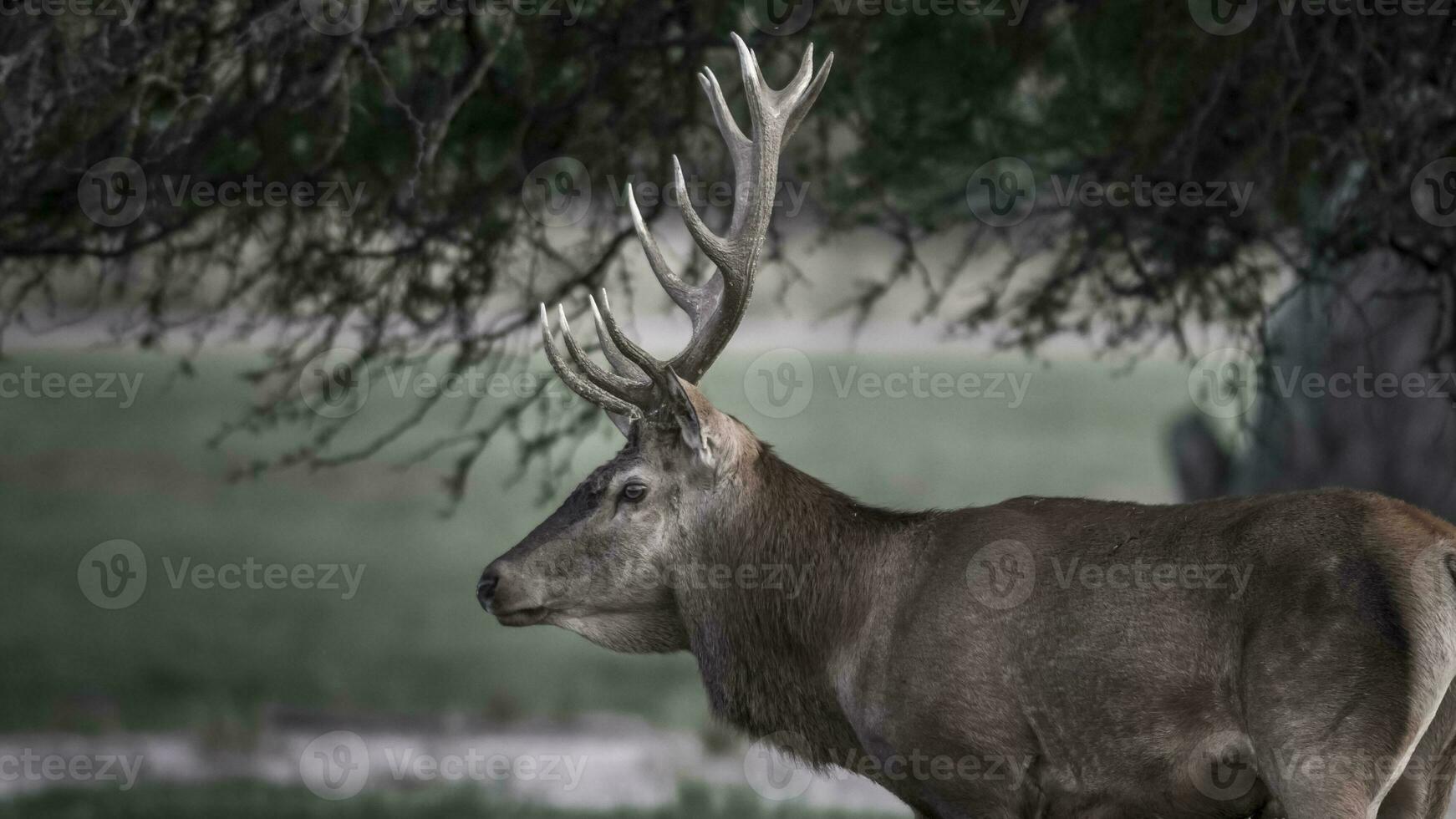 Red deer rut season, La Pampa, Argentina photo