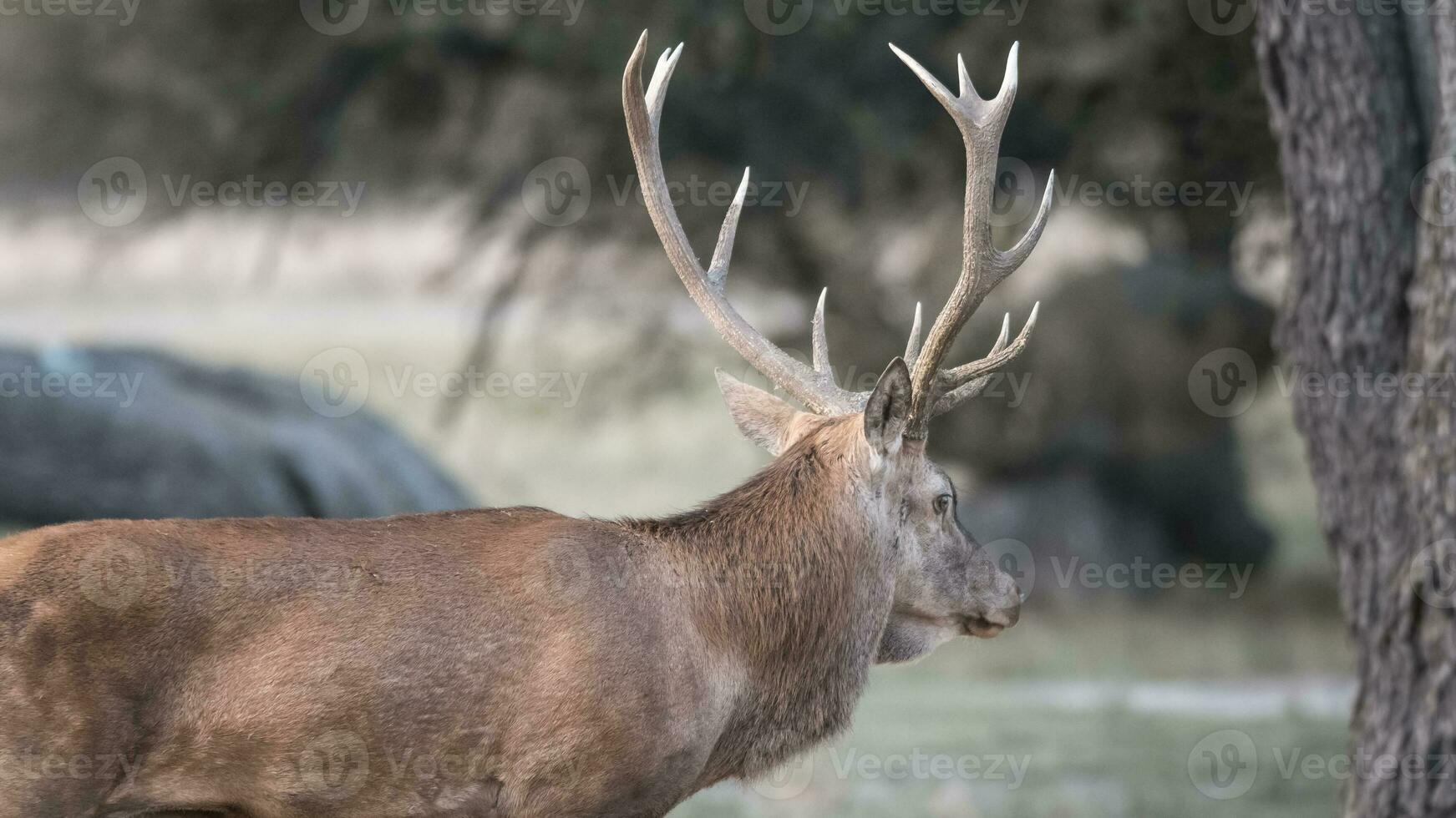 Red deer rut season, La Pampa, Argentina photo