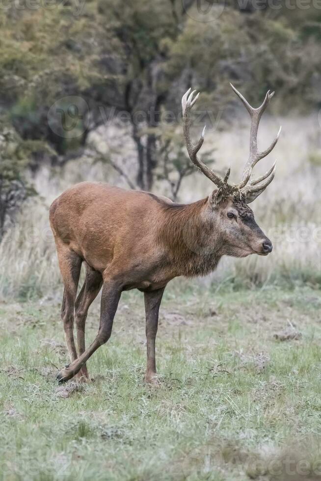 Red deer rut season, La Pampa, Argentina photo