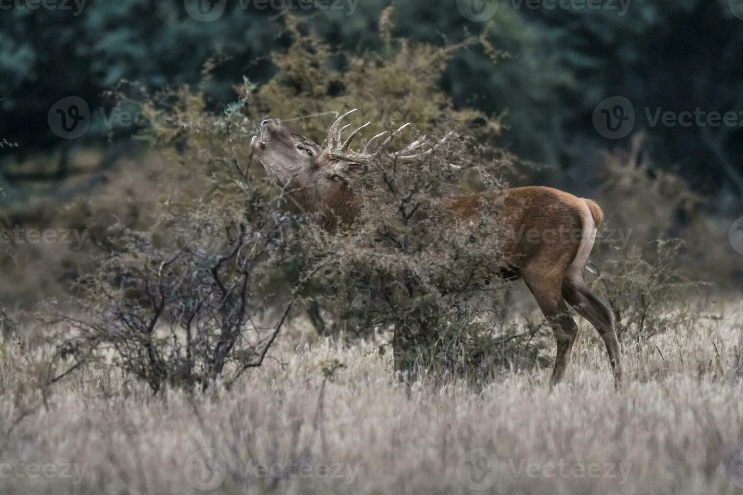 Red deer rut season, La Pampa, Argentina photo