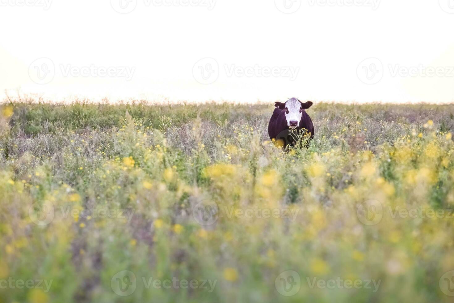 Steers and heifers raised with natural grass, Argentine meat production photo