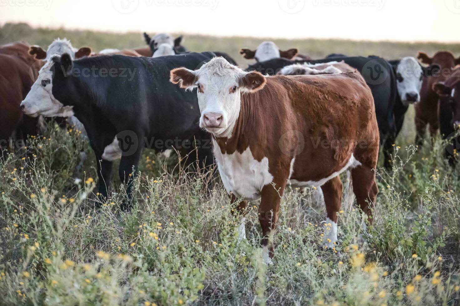 Steers and heifers raised with natural grass, Argentine meat production photo