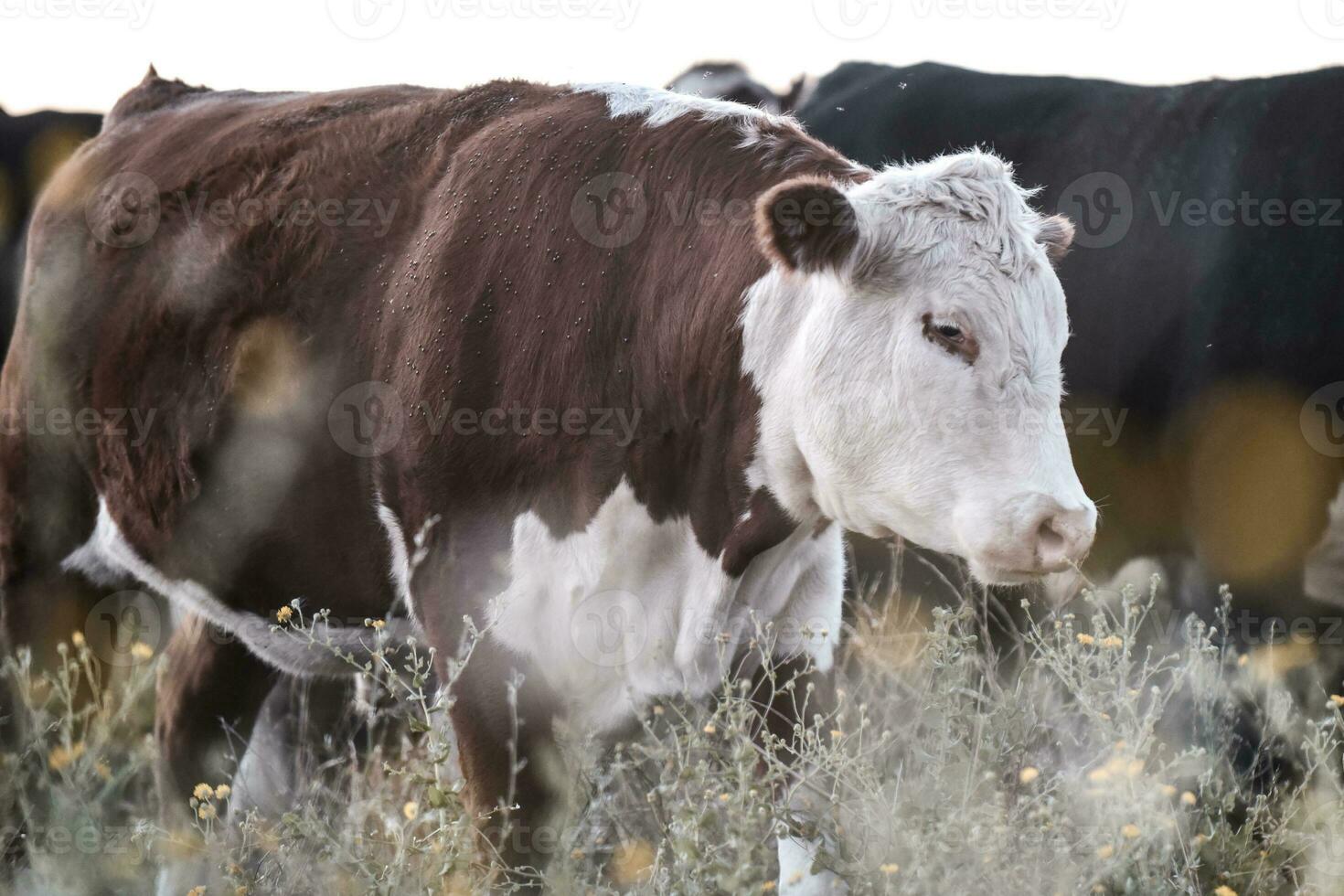 Steers and heifers raised with natural grass, Argentine meat production photo