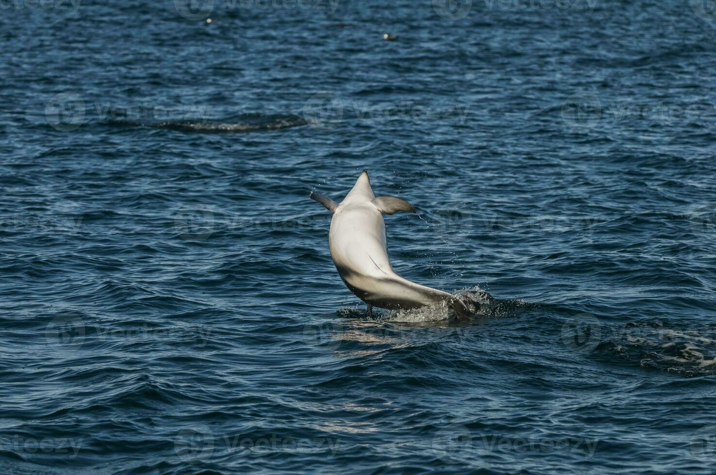 Dusky Dolphin jumping, Peninsula Valdes,Patagonia,Argentina photo