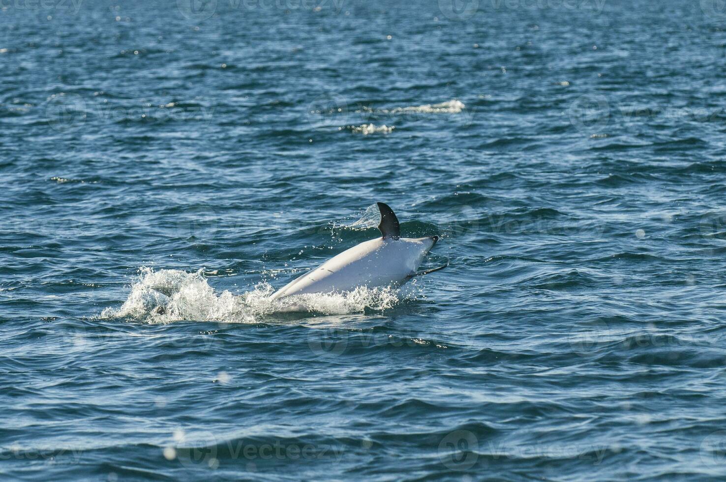 Dusky Dolphin jumping, Peninsula Valdes,Patagonia,Argentina photo