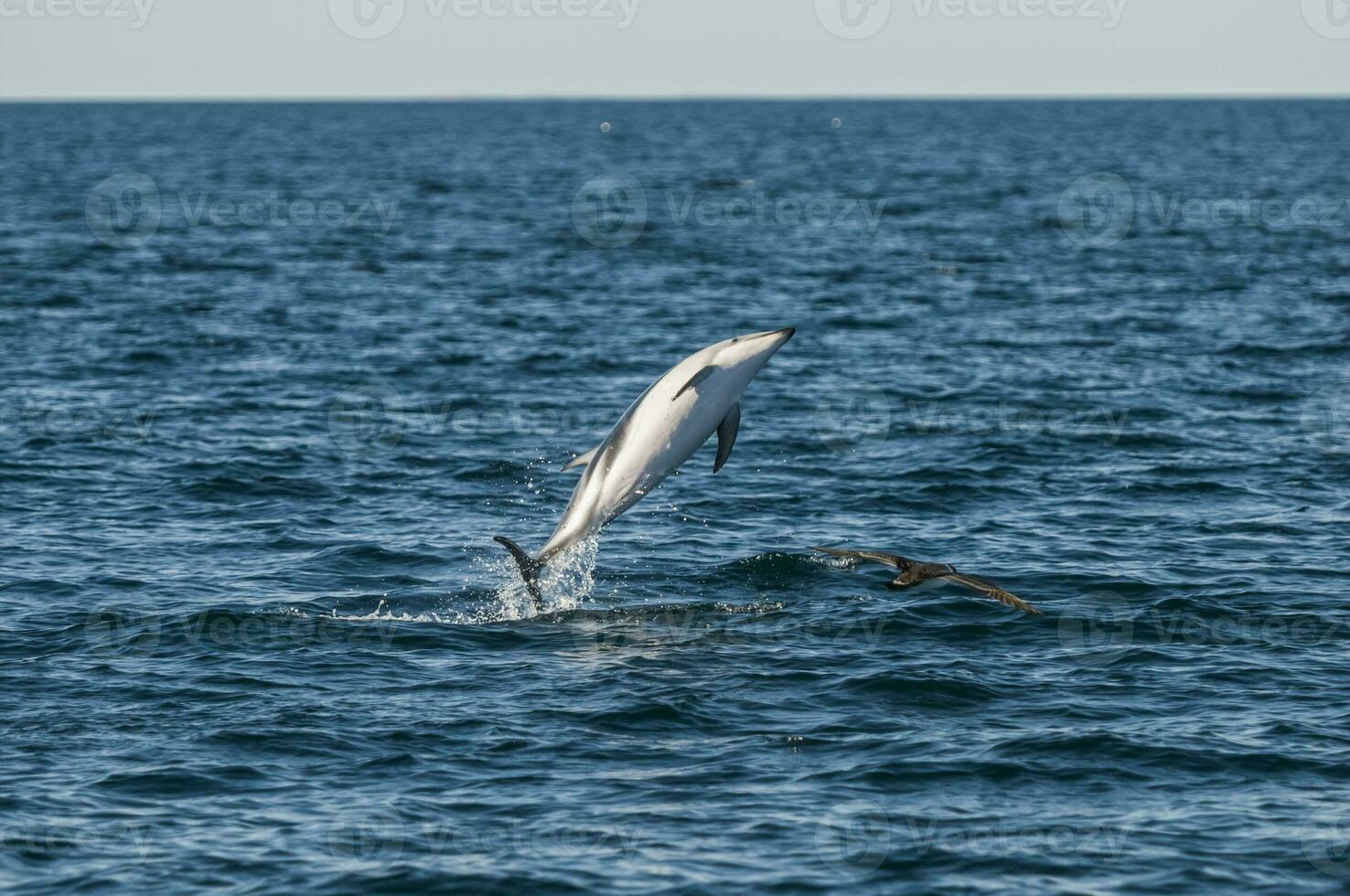 Dusky Dolphin jumping, Peninsula Valdes,Patagonia,Argentina photo