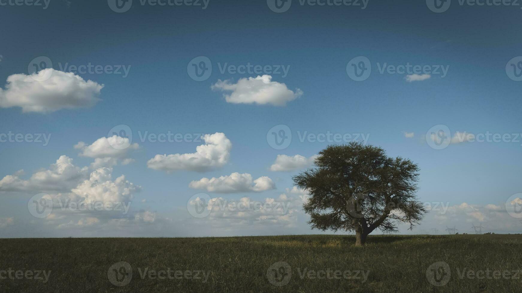 Solitary tree in Pampas landscape, Patagonia, Argentina photo