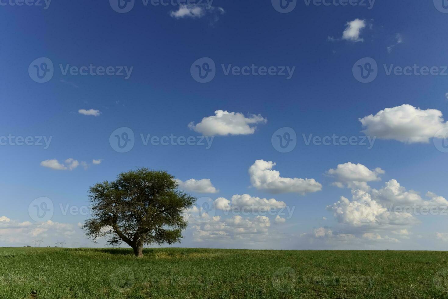 solitario árbol en pampa paisaje, Patagonia, argentina foto