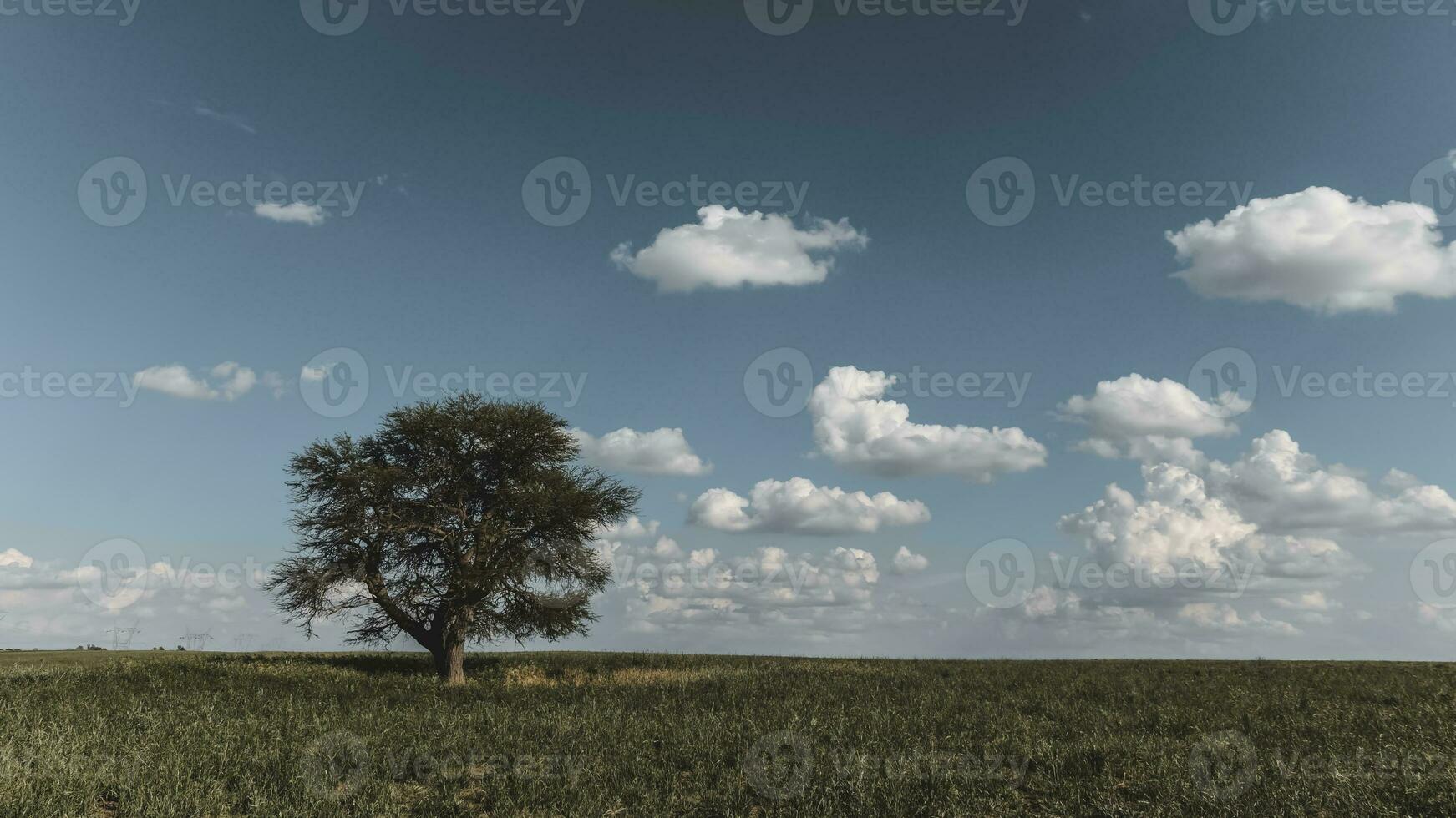 Solitary tree in Pampas landscape, Patagonia, Argentina photo