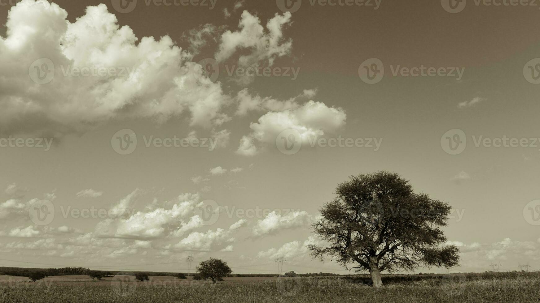 Solitary tree in Pampas landscape, Patagonia, Argentina photo