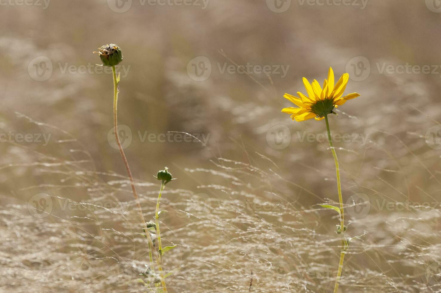 Wild flowers in semi desertic environment, Calden forest, La Pampa Argentina photo