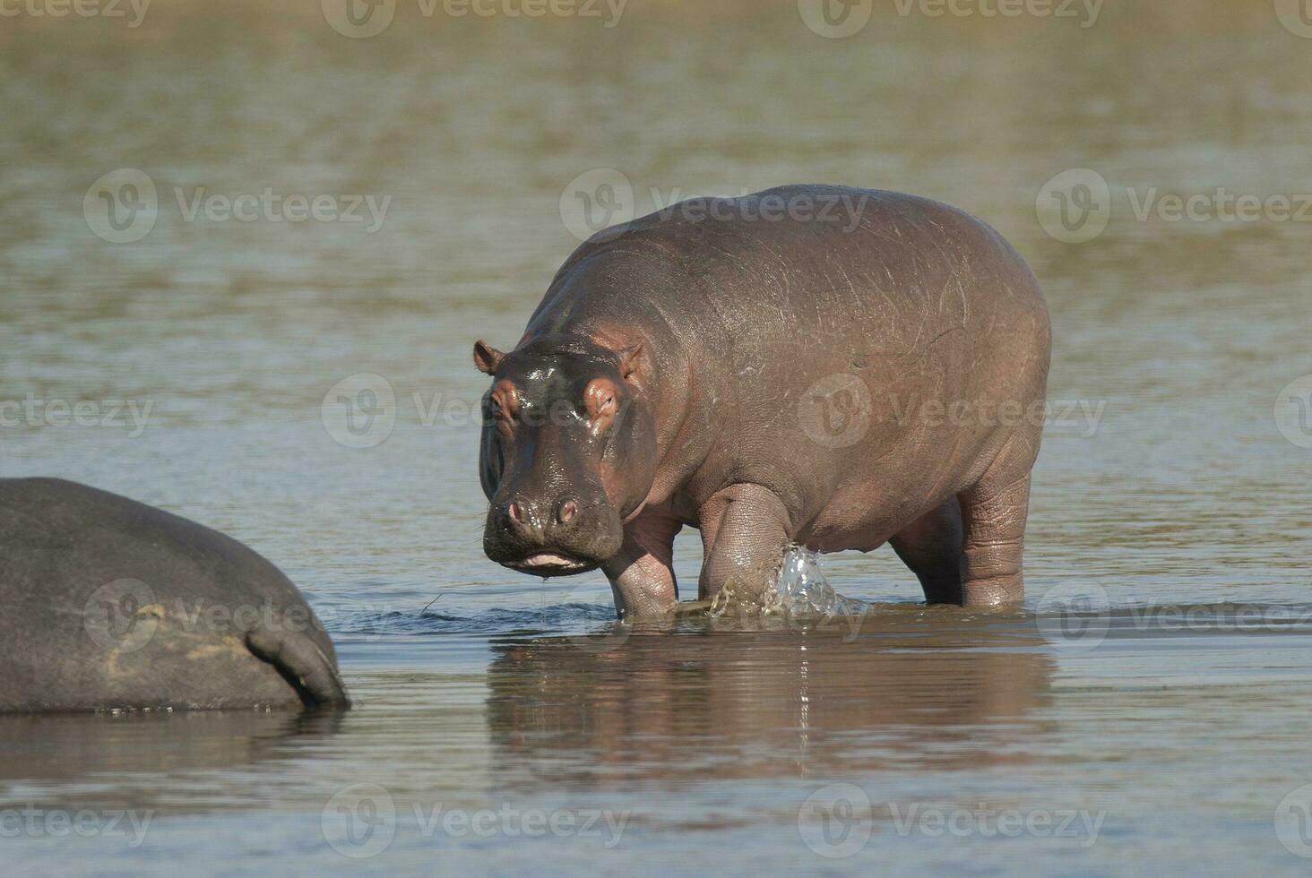 Hippopotamus , Kruger National Park , Africa photo
