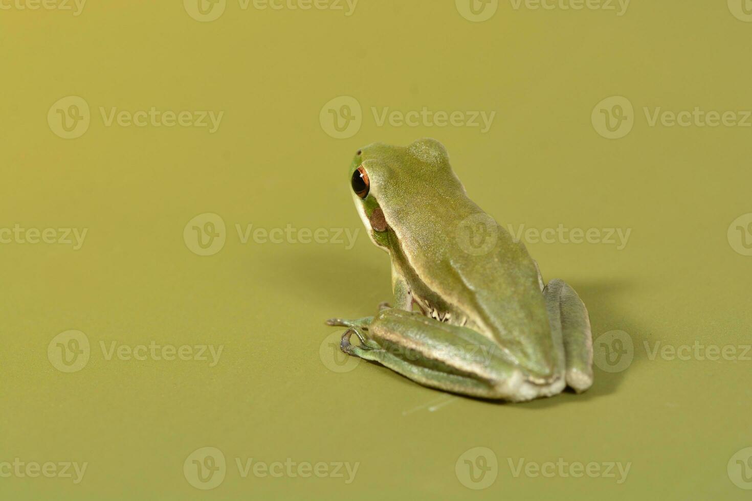 Frog,  La Pampa, Argentina photo
