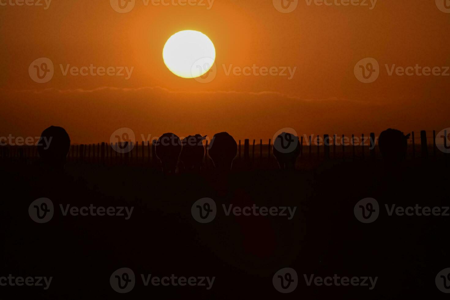 Cows silhouettes  grazing, La Pampa, Patagonia, Argentina. photo