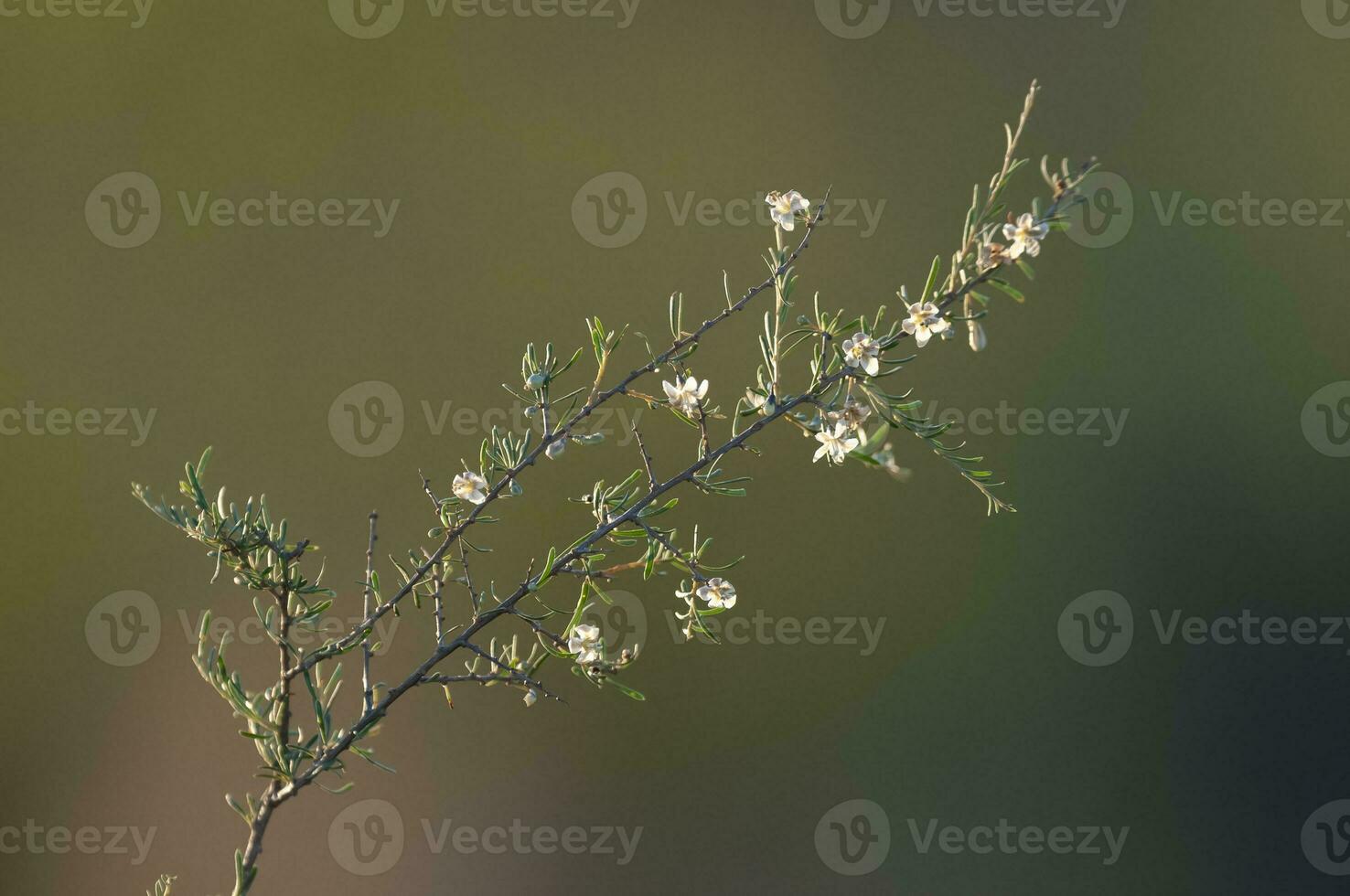 Wild flowers in semi desertic environment, Calden forest, La Pampa Argentina photo