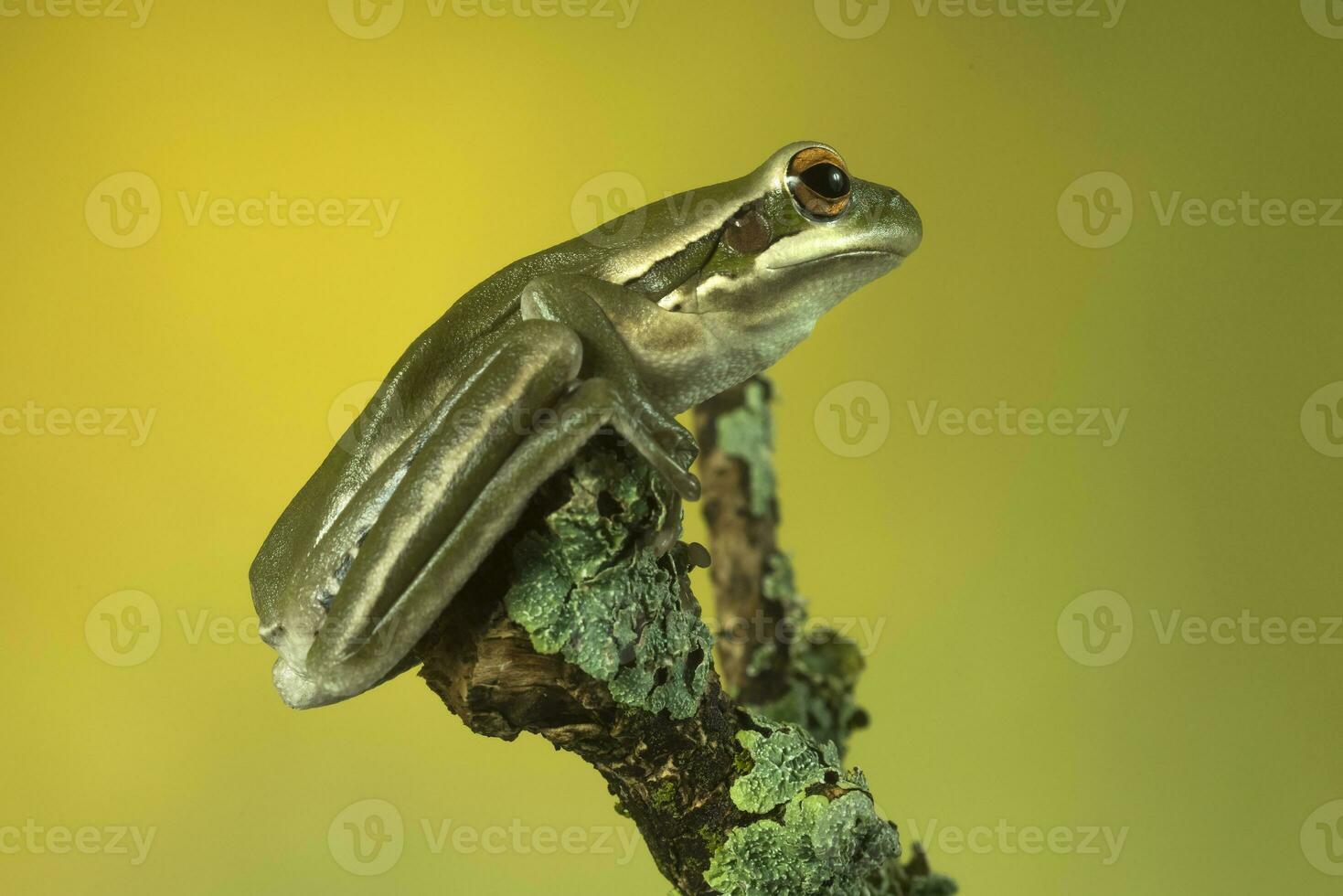 Frog,  La Pampa, Argentina photo