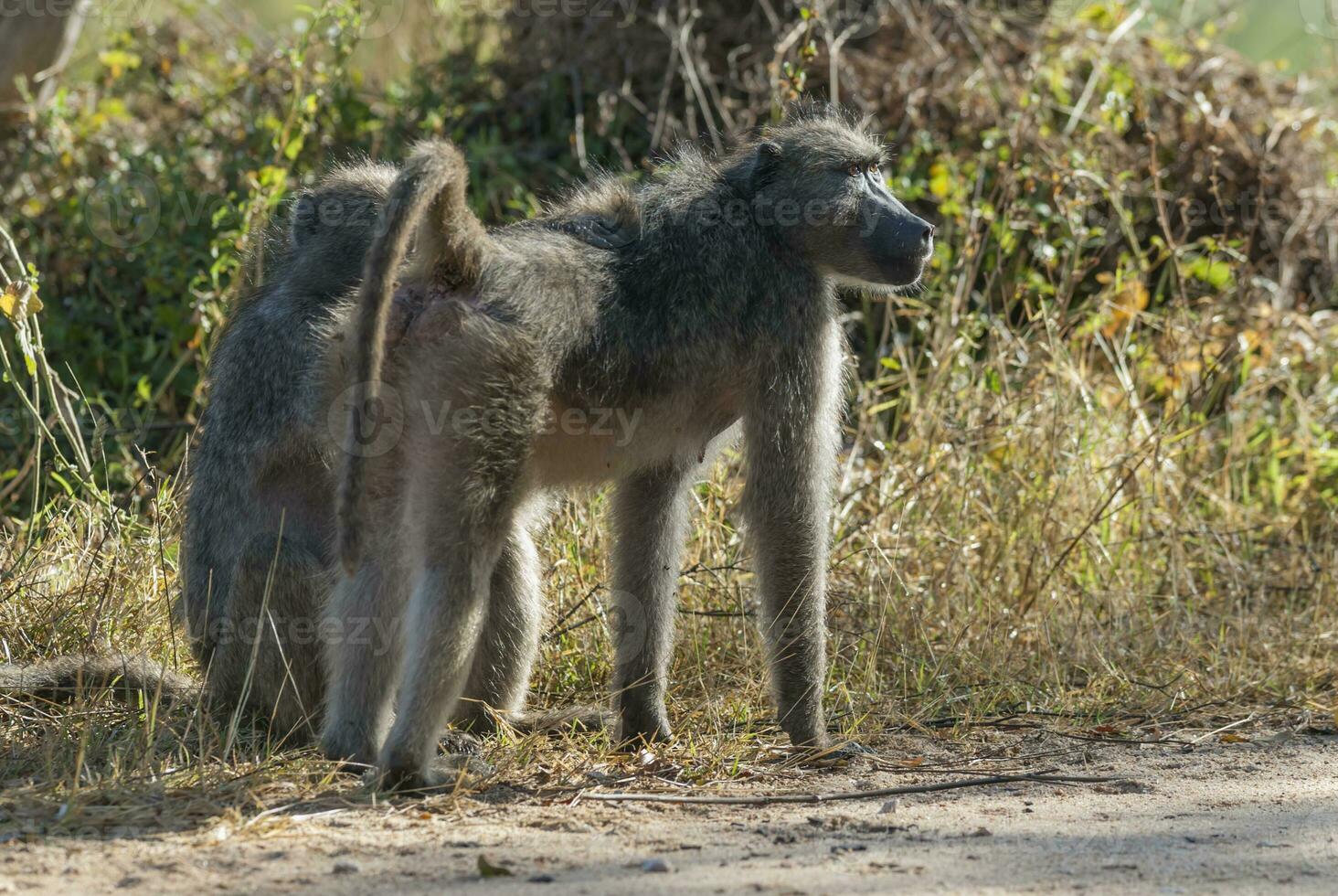 Baboon, mother and son, South Africa photo