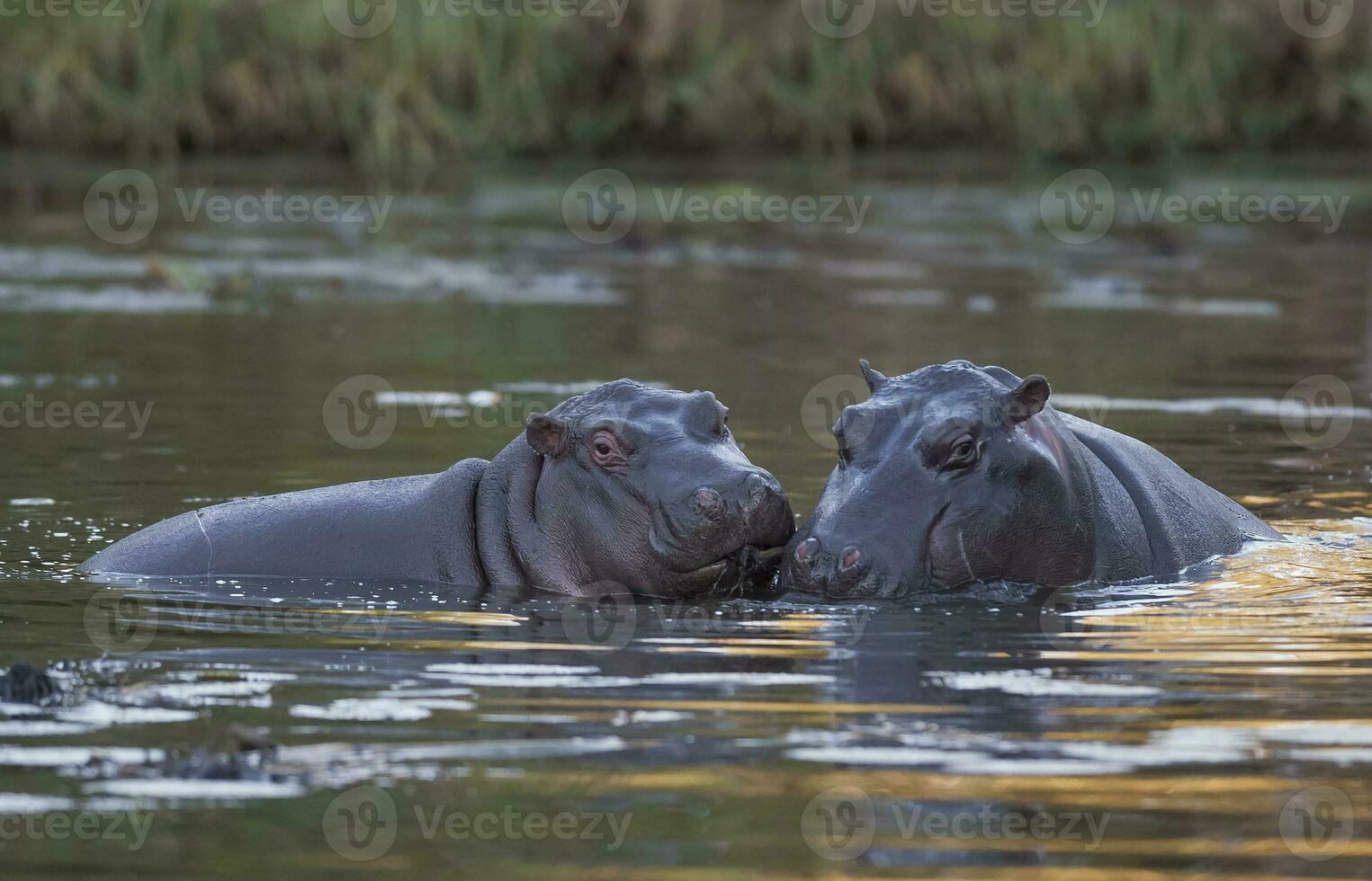 Hippopotamus , Kruger National Park , Africa photo