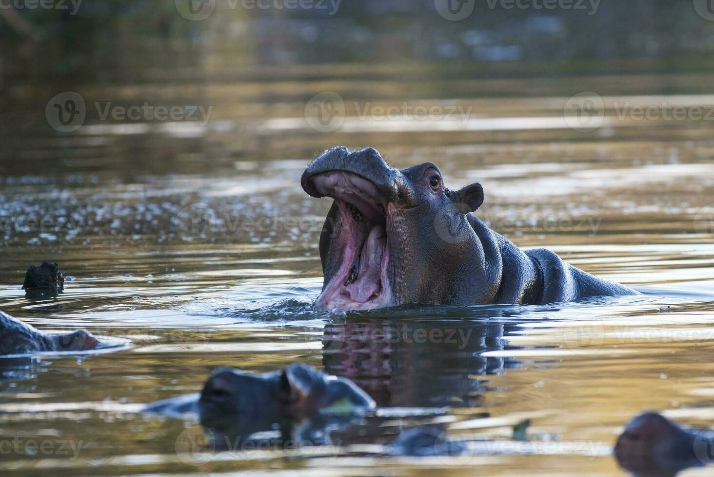 Playing Hippopotamus , Kruger National Park , Africa photo