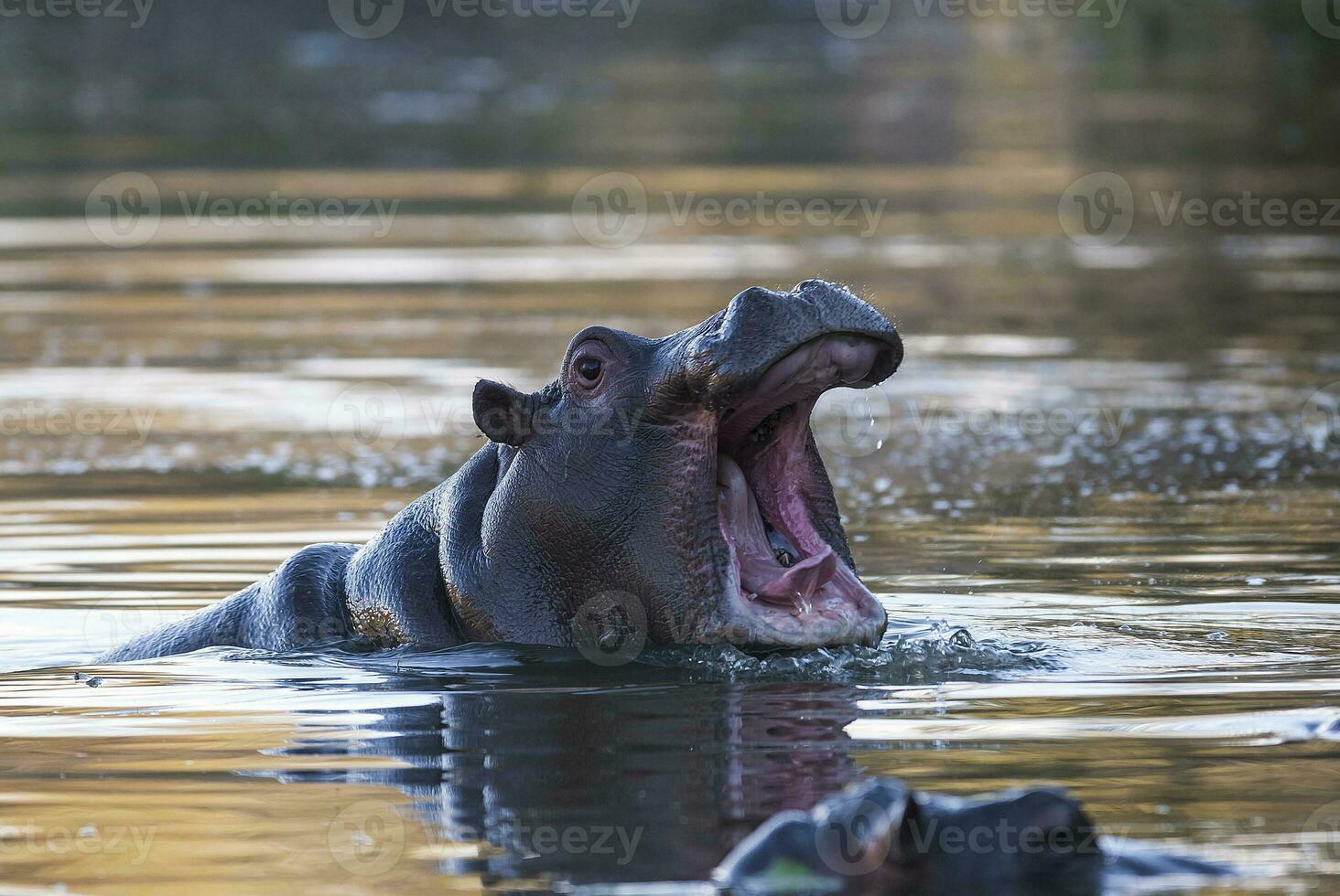 Hippopotamus , Kruger National Park , Africa photo