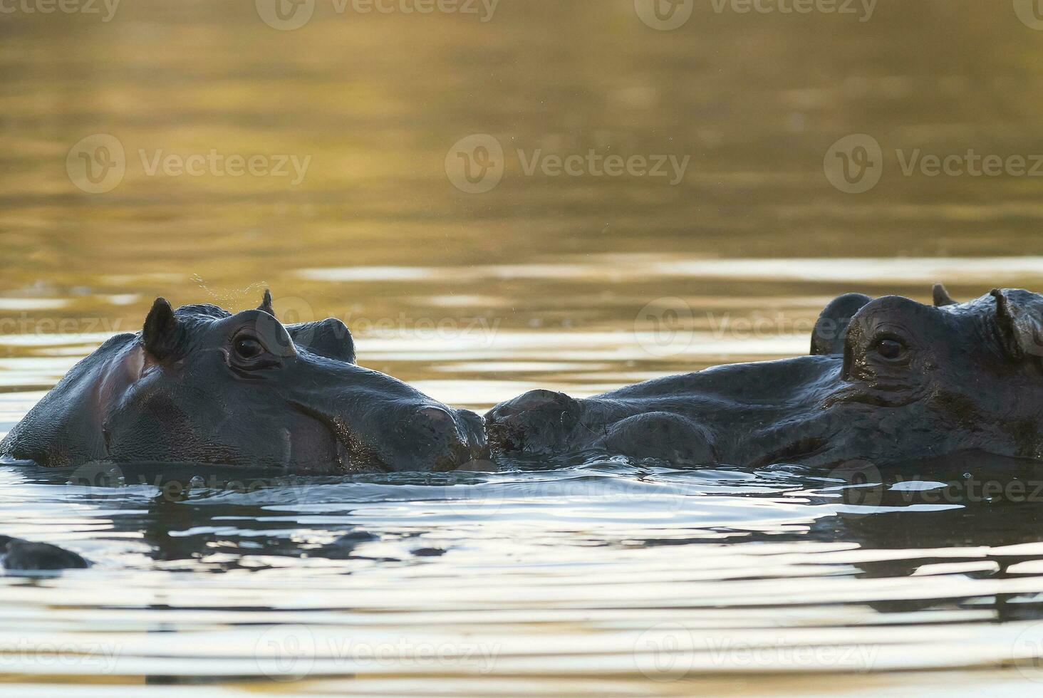 hipopótamo , kruger nacional parque , África foto