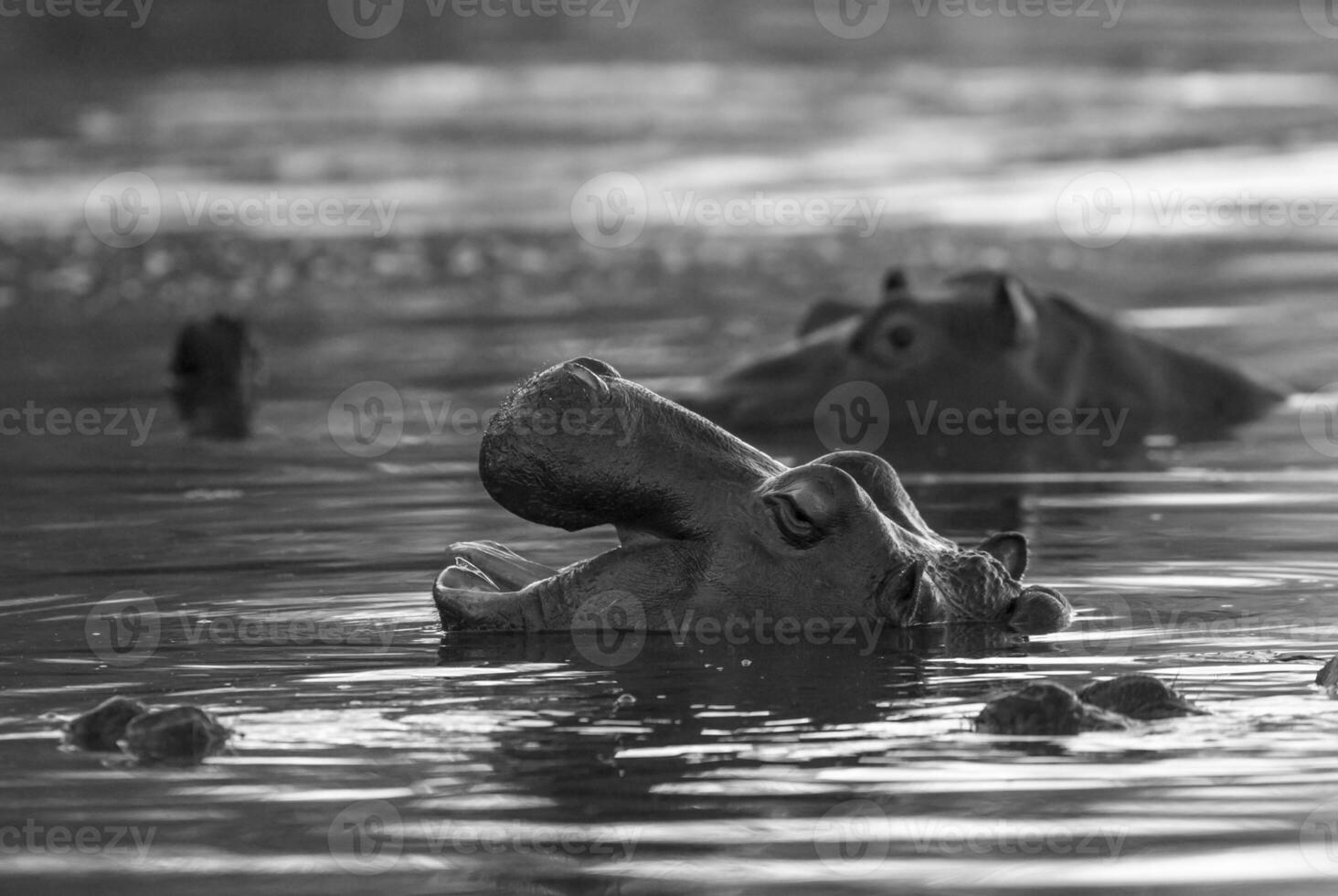 Playing Hippopotamus , Kruger National Park , Africa photo