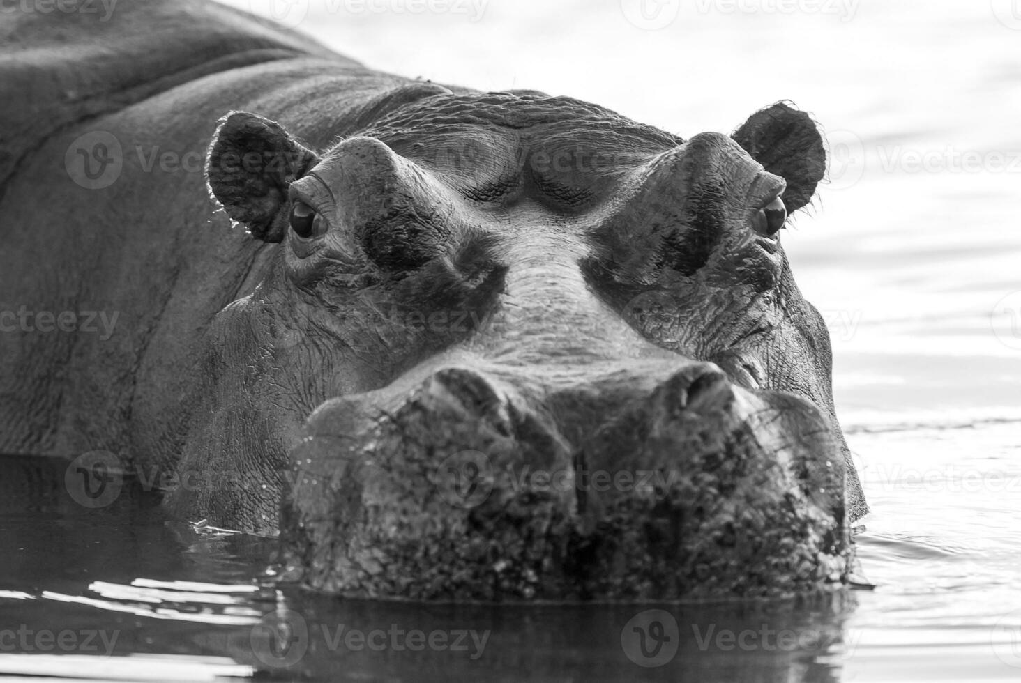 hipopótamo , kruger nacional parque , África foto