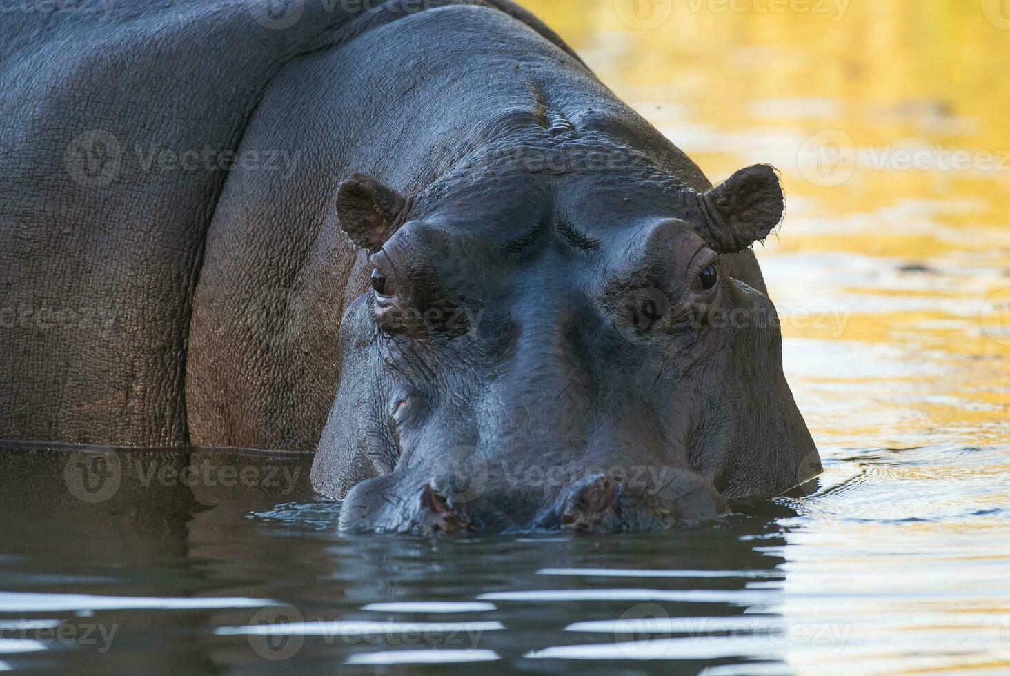 Playing Hippopotamus , Kruger National Park , Africa photo