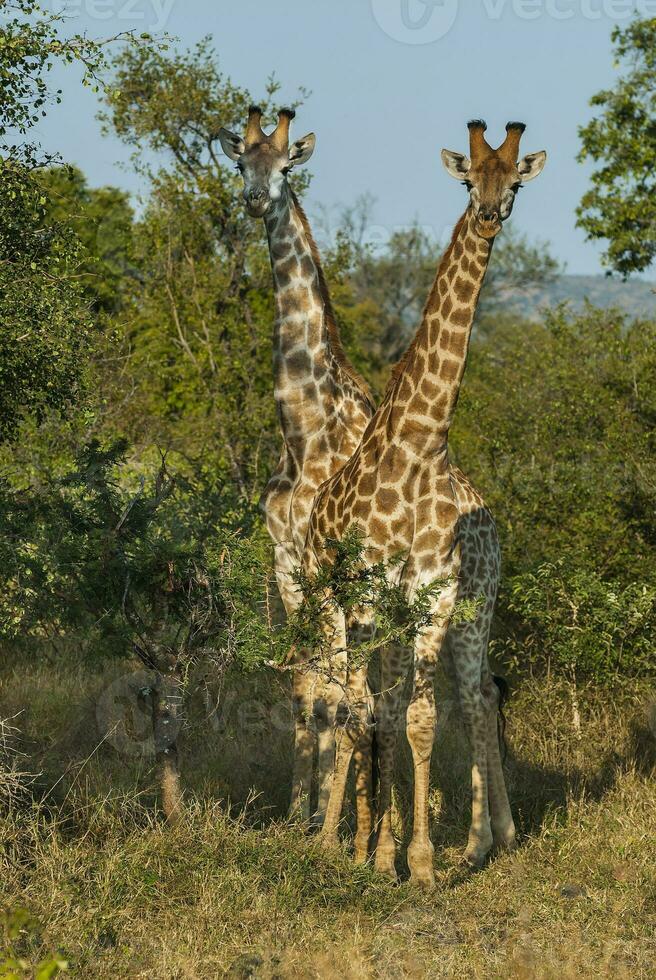 jirafa, kruger nacional parque foto