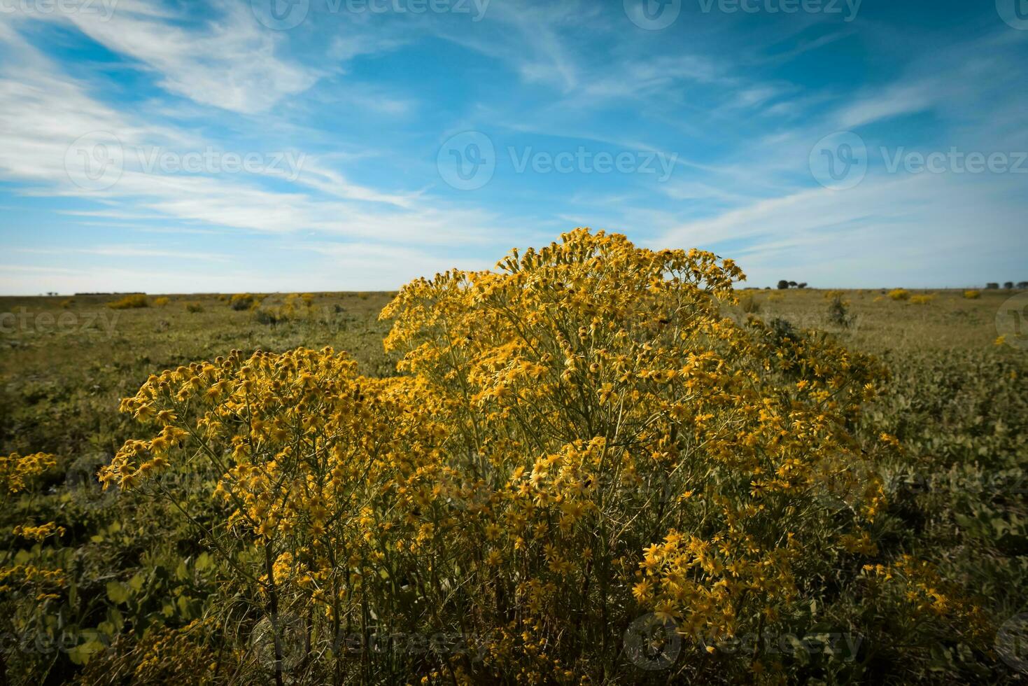Spring season landscape, La Pampa photo
