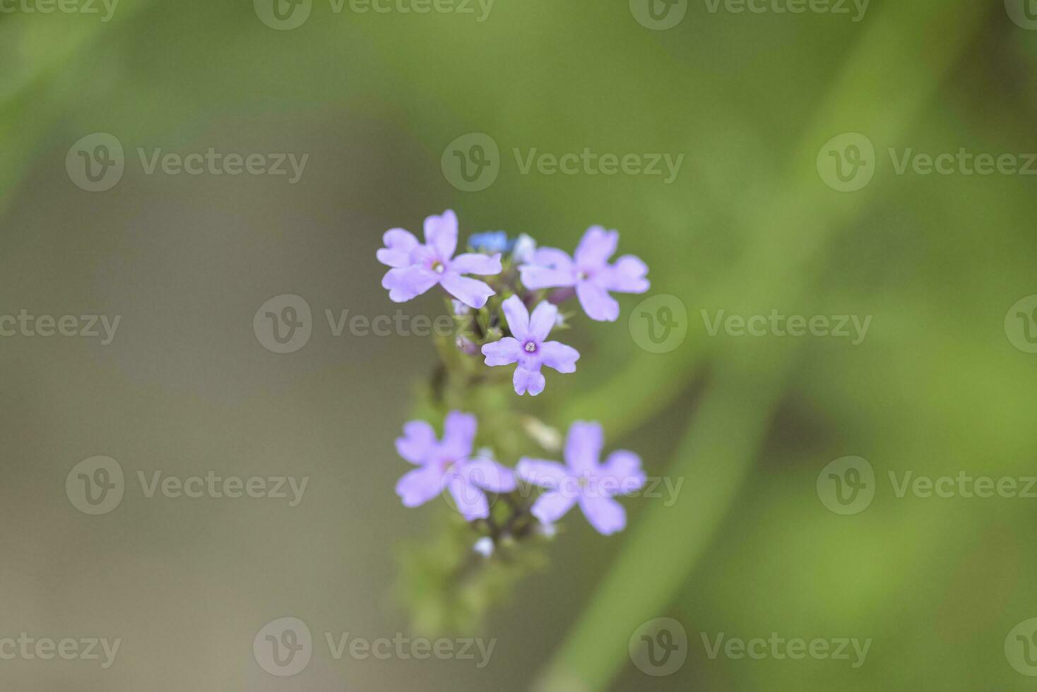 Wild flower in Patagonia, Argentina photo