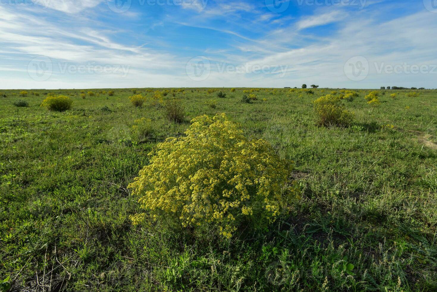 Spring season landscape, La Pampa photo
