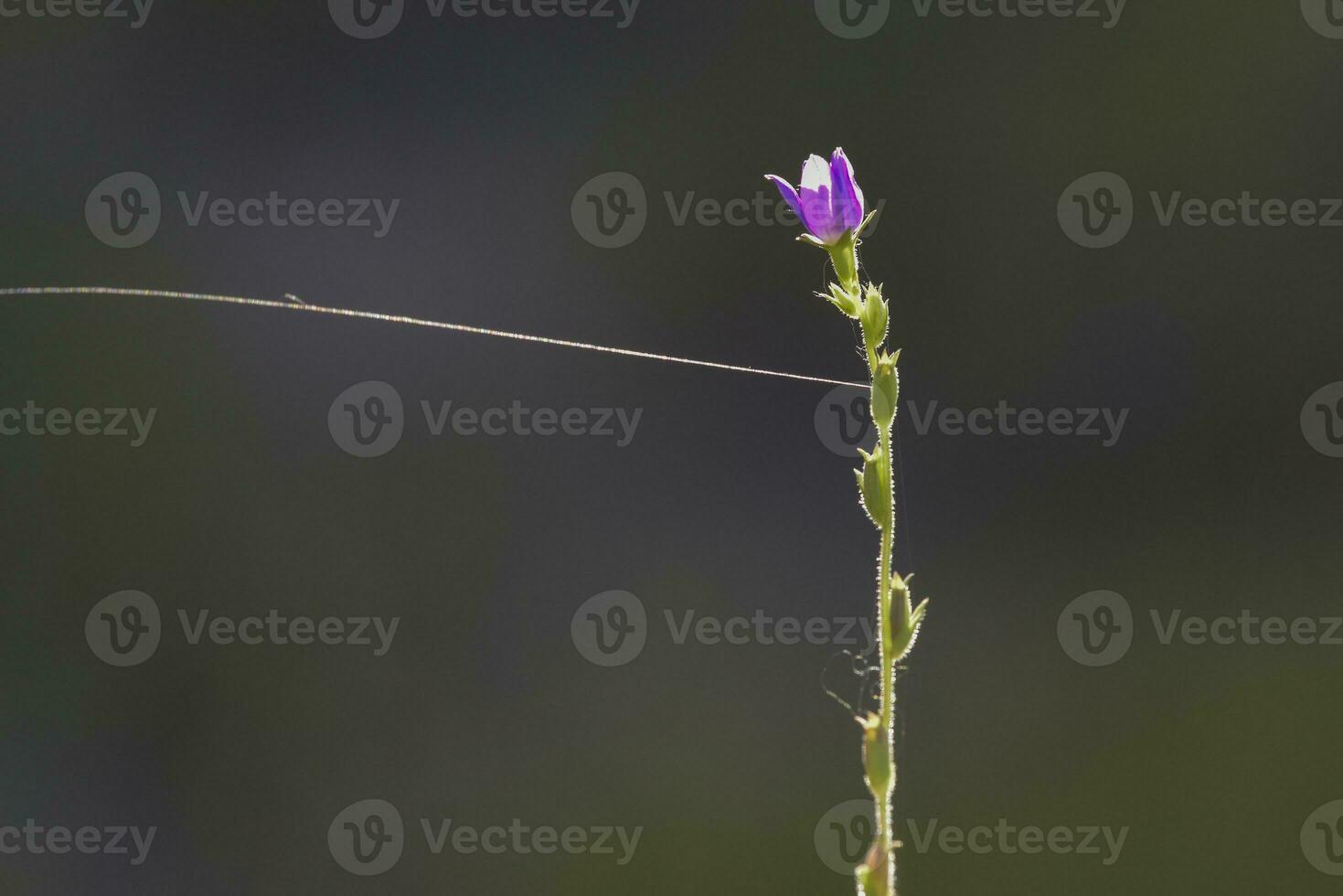 Wild flower in Patagonia, Argentina photo