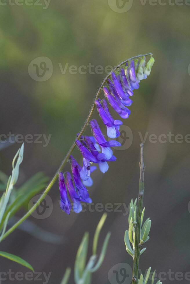 Wild flower in Patagonia, Argentina photo