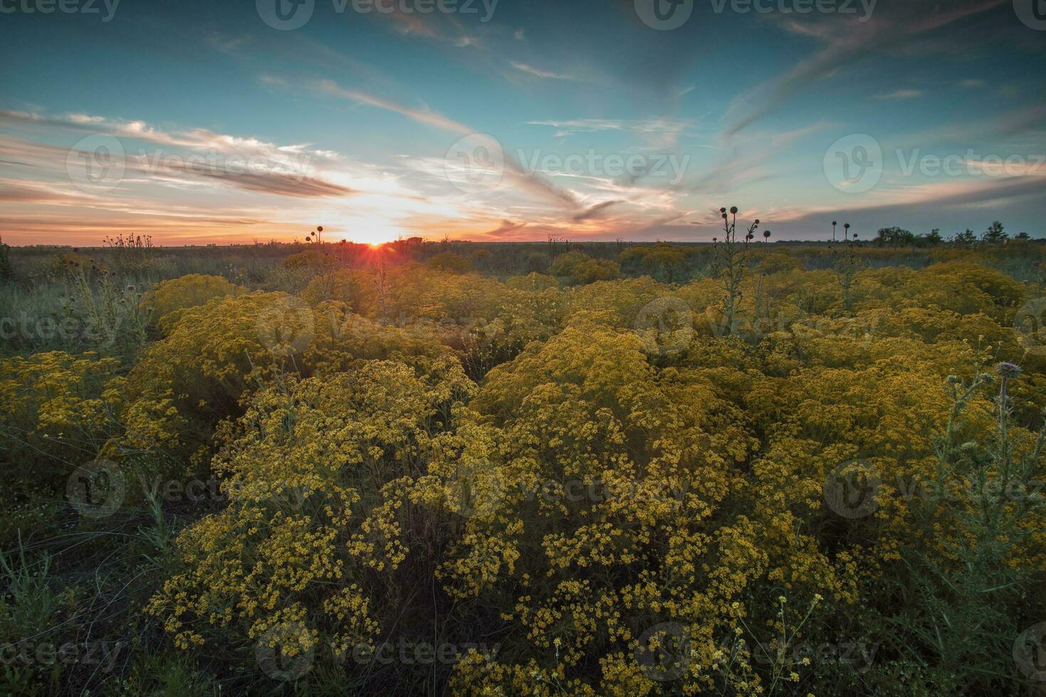 Spring season landscape, La Pampa photo