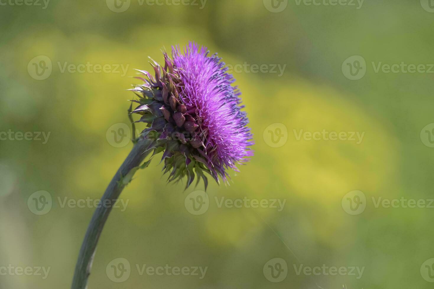 Wild flower in Patagonia, Argentina photo