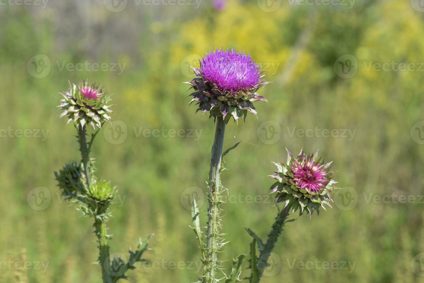 Wild flower in Patagonia, Argentina photo