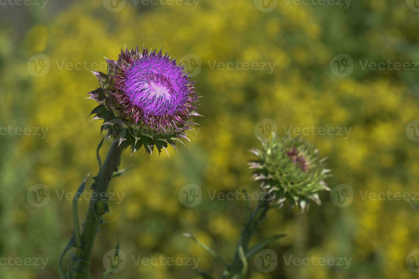 Wild flower in Patagonia, Argentina photo