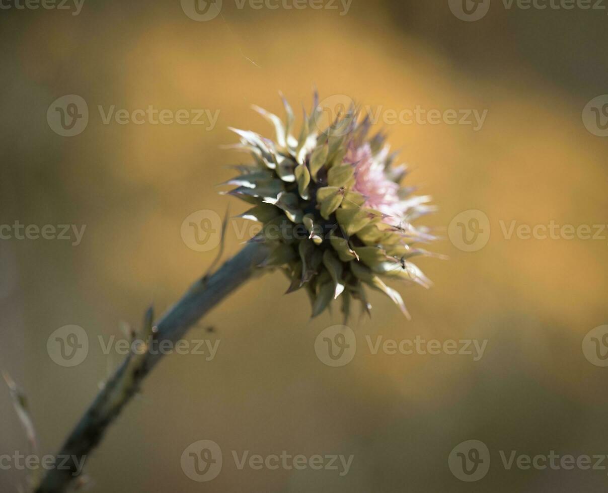 Wild flower in Patagonia, Argentina photo