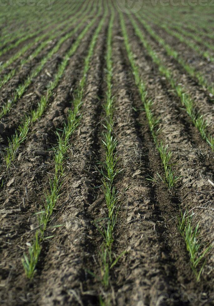 Cereal sowing in the pampas, Argentina photo