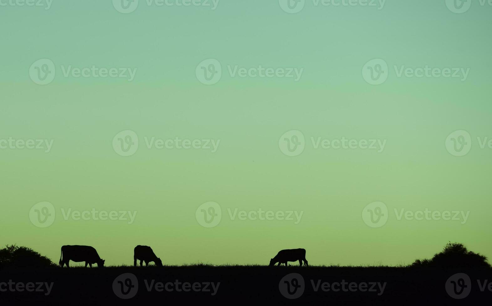 Cows silhouettes  grazing, La Pampa, Patagonia, Argentina. photo