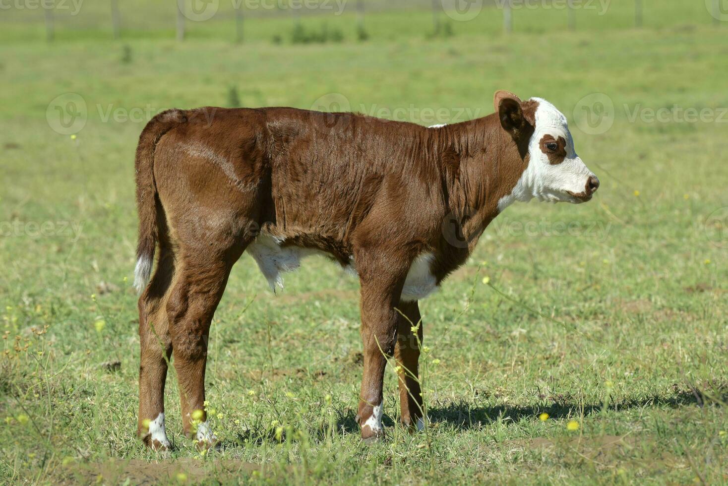 Cow calf in Argentine countryside, Buenos Aires Province, Argentina. photo