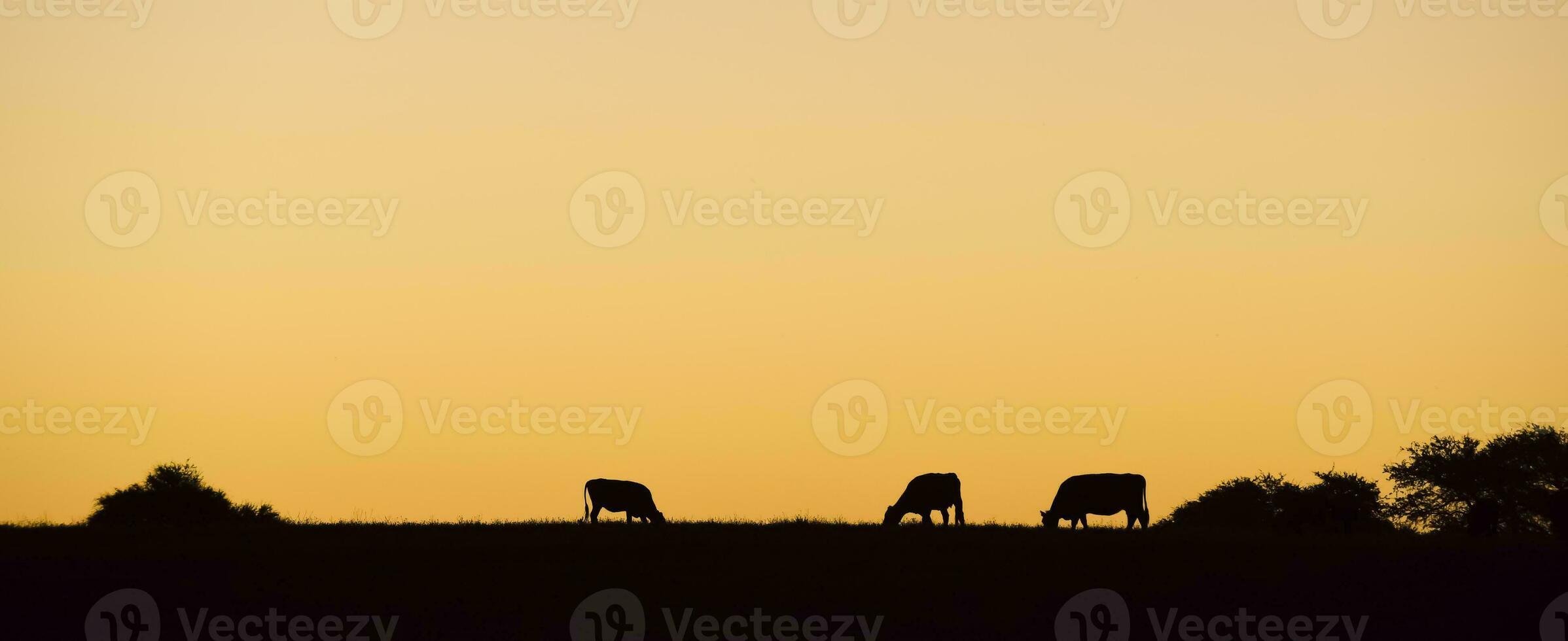 Cows silhouettes  grazing, La Pampa, Patagonia, Argentina. photo