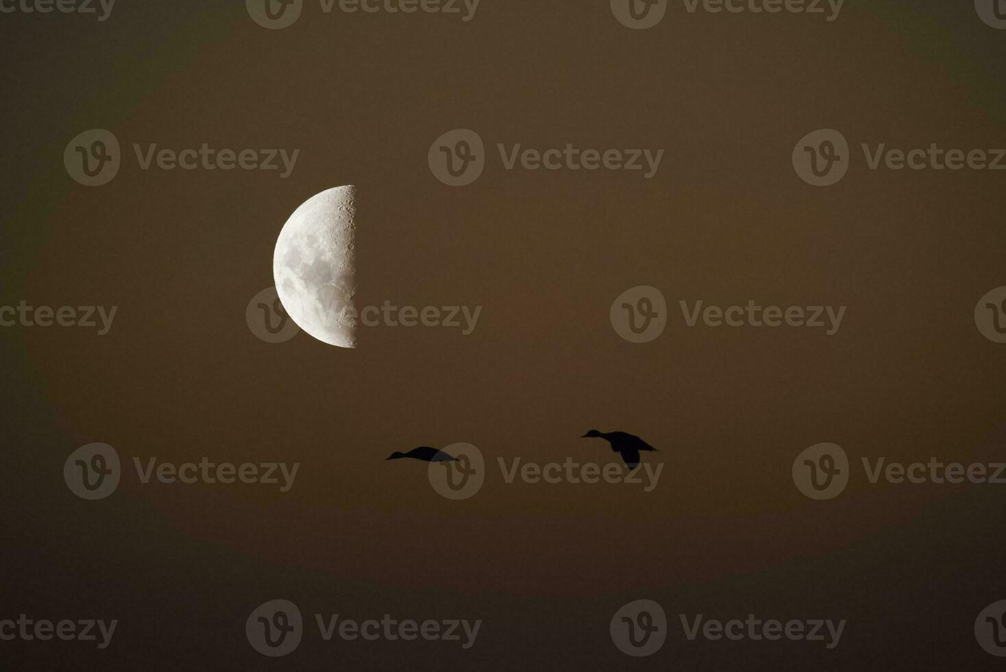 Birds and moon landscape photo