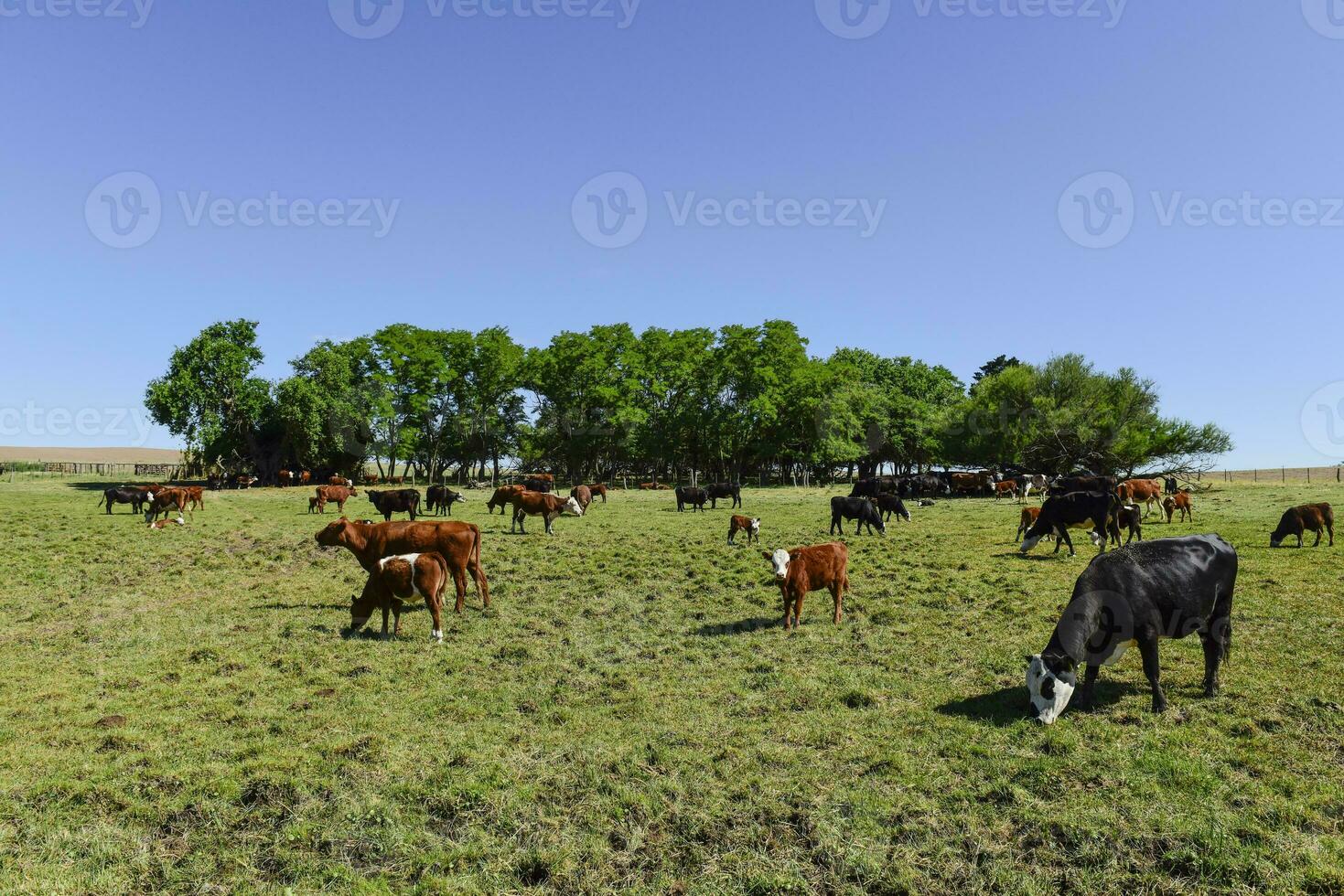 Cattle in Argentine countryside,La Pampa Province, Argentina. photo