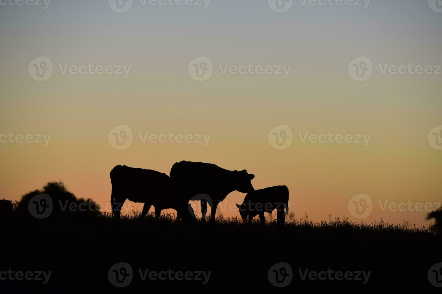 Cows grazing at sunset, Buenos Aires Province, Argentina. photo