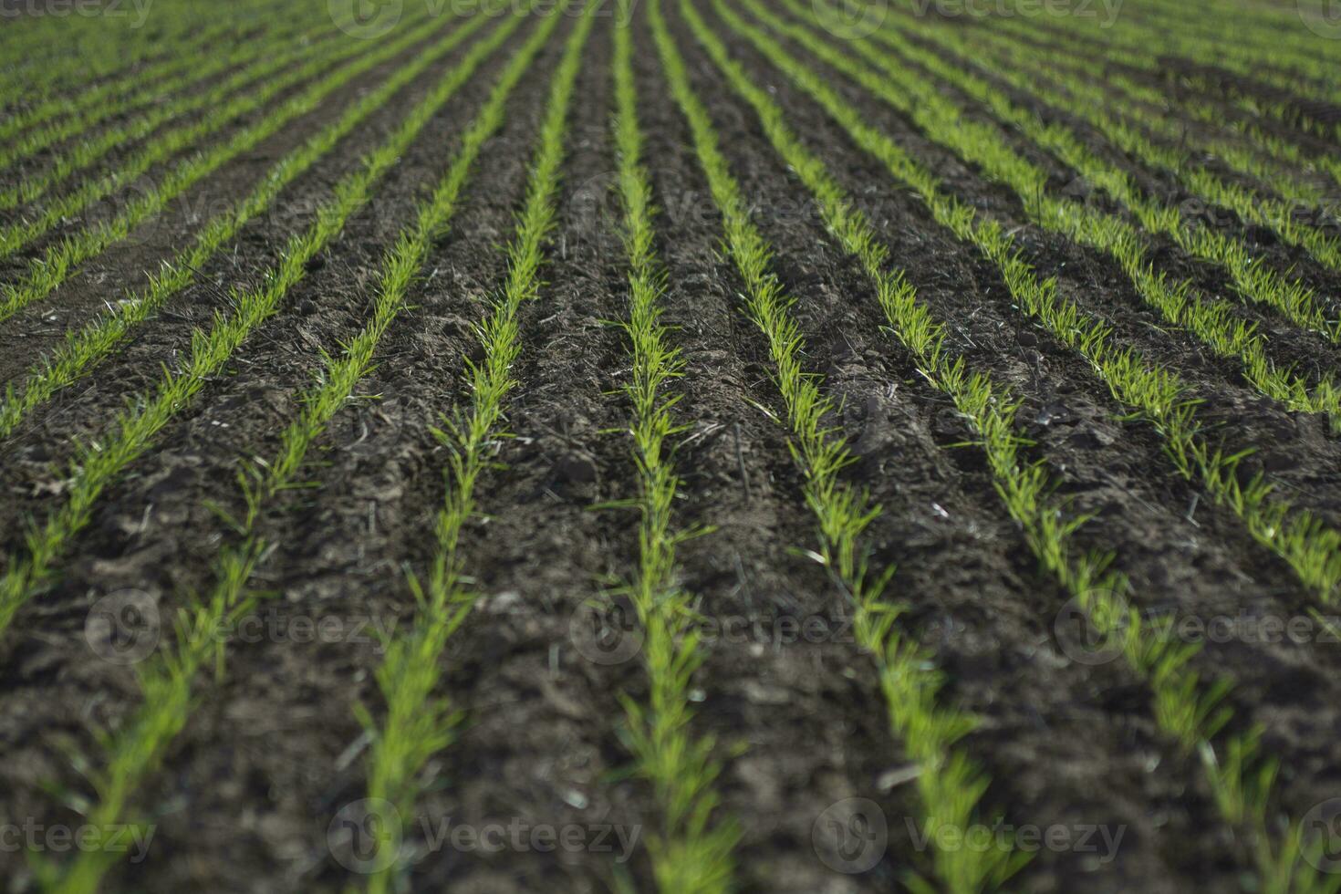 Cereal sowing in the pampas, Argentina photo